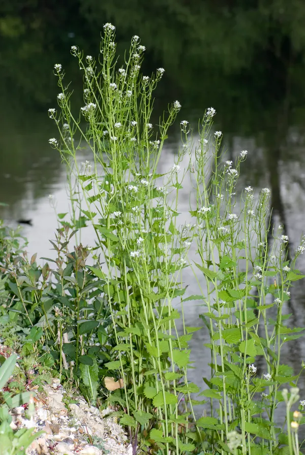 Alliaria petiolata