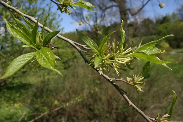 Eucommia ulmoides