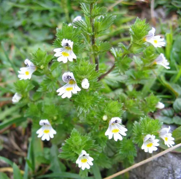 Euphrasia officinalis