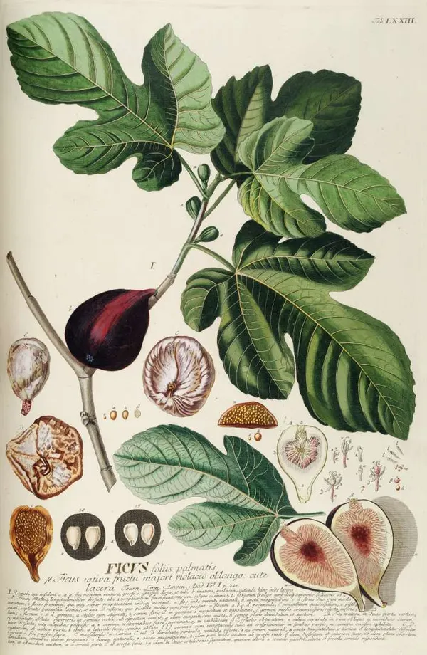 Ficus carica