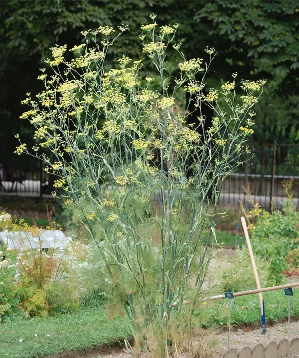 Foeniculum vulgare