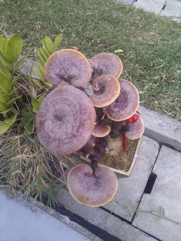 Ganoderma lingzhi