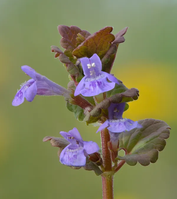 Glechoma hederacea