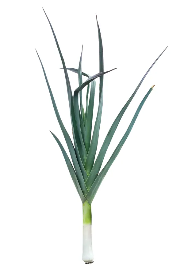 Allium porrum