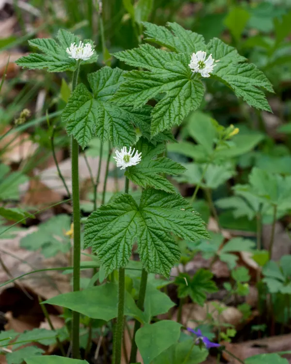 Hydrastis canadensis