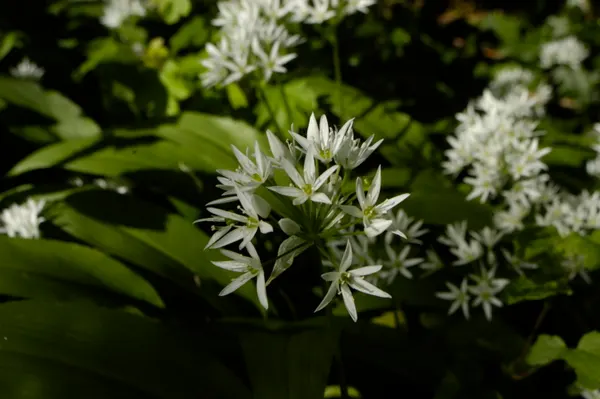 Allium ursinum