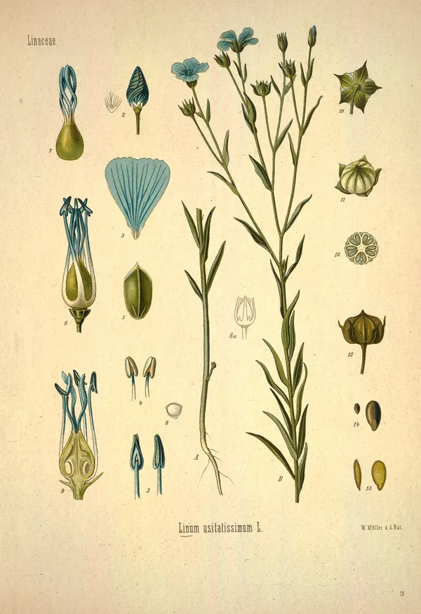 Linum usitatissimum