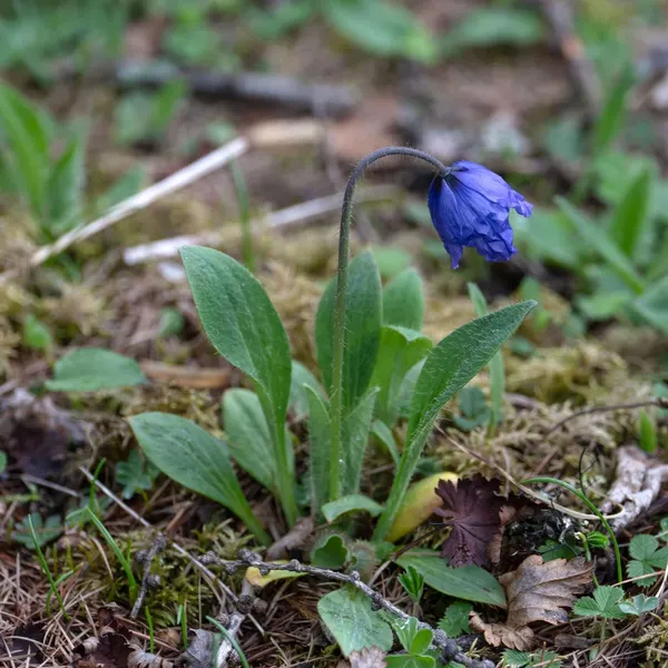 Meconopsis quintuplinervia