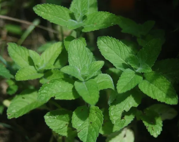 Mentha haplocalyx