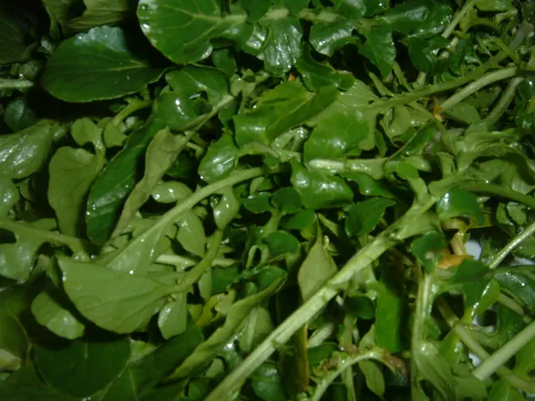 Nasturtium officinale
