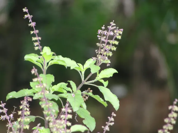 Ocimum tenuiflorum