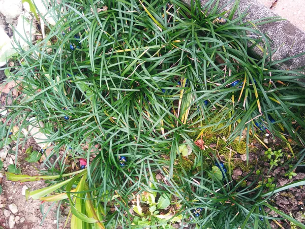 Ophiopogon japonicus