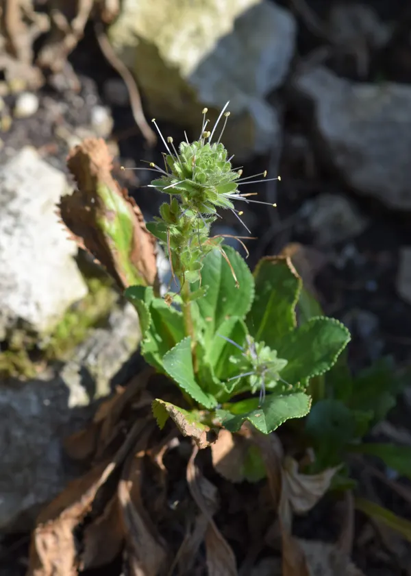 Picrorhiza kurroa