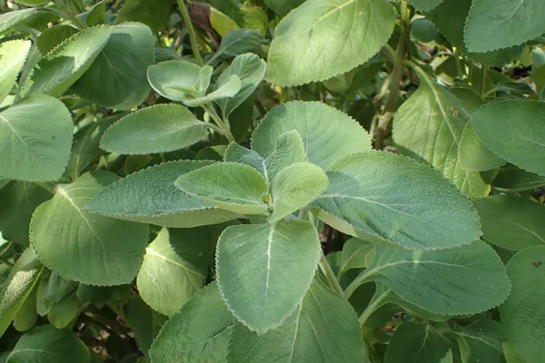 Plectranthus barbatus