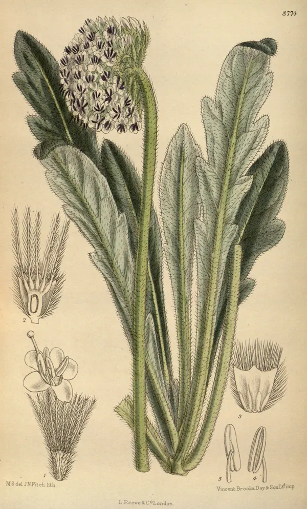 Pterocephalus hookeri