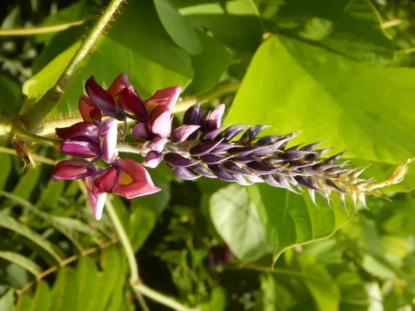 Pueraria montana