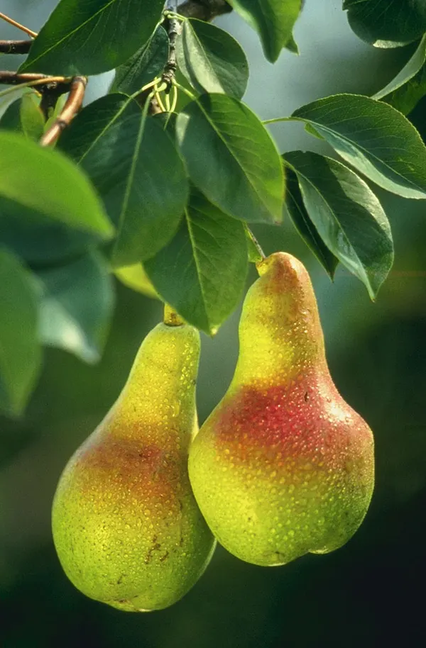 Pyrus caucasica