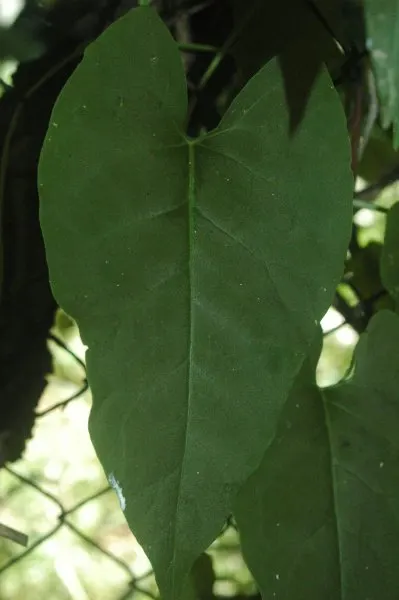 Reynoutria multiflora