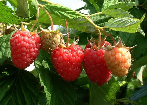 Rubus idaeus
