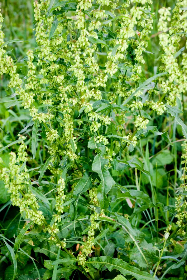 Rumex crispus