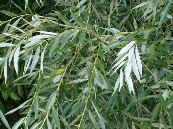 Salix alba