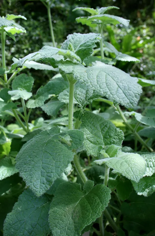 Salvia przewalskii