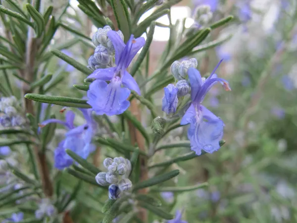 Salvia rosmarinus