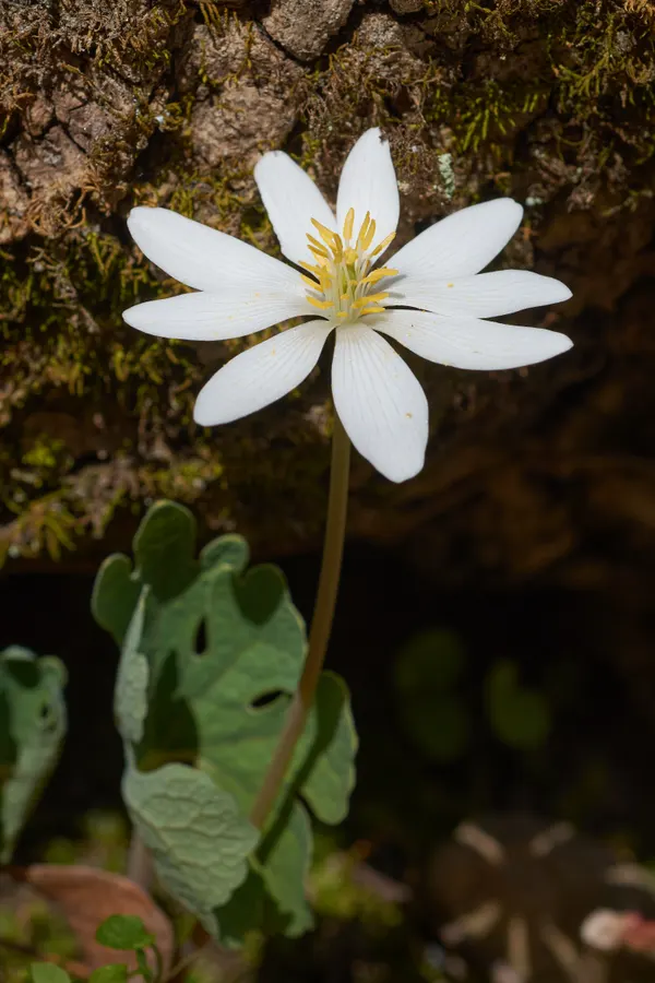 Sanguinaria canadensis