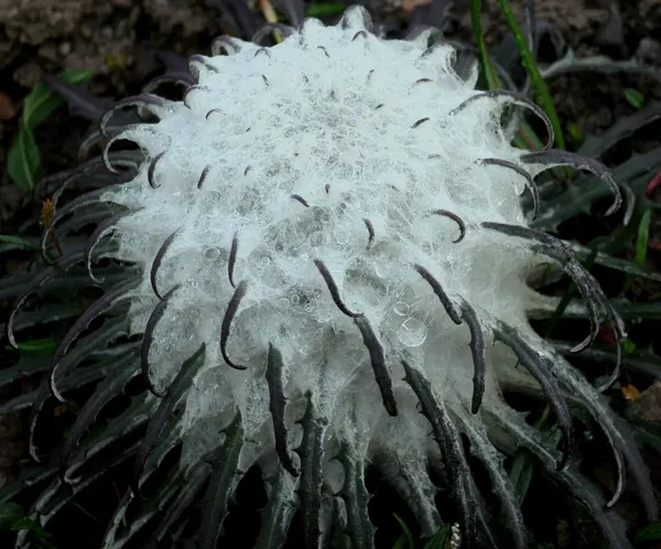 Saussurea laniceps