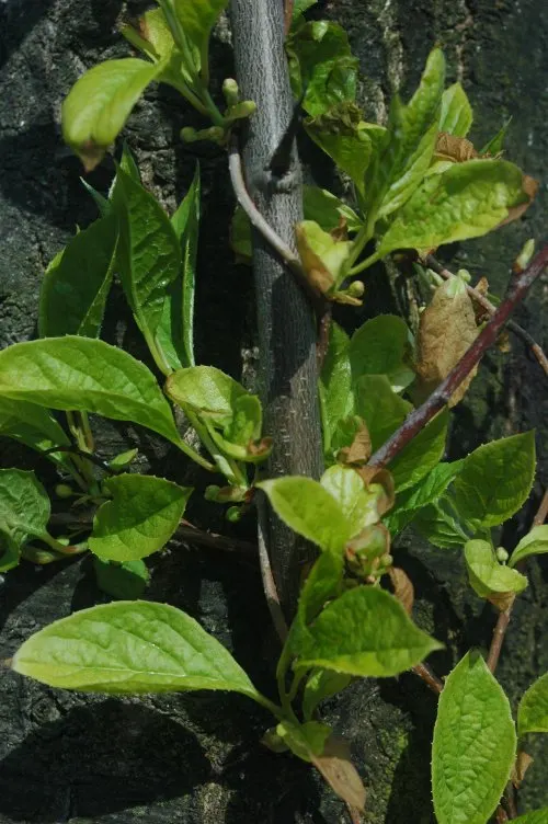 Schisandra chinensis