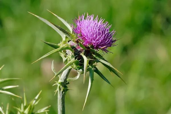 Silybum marianum