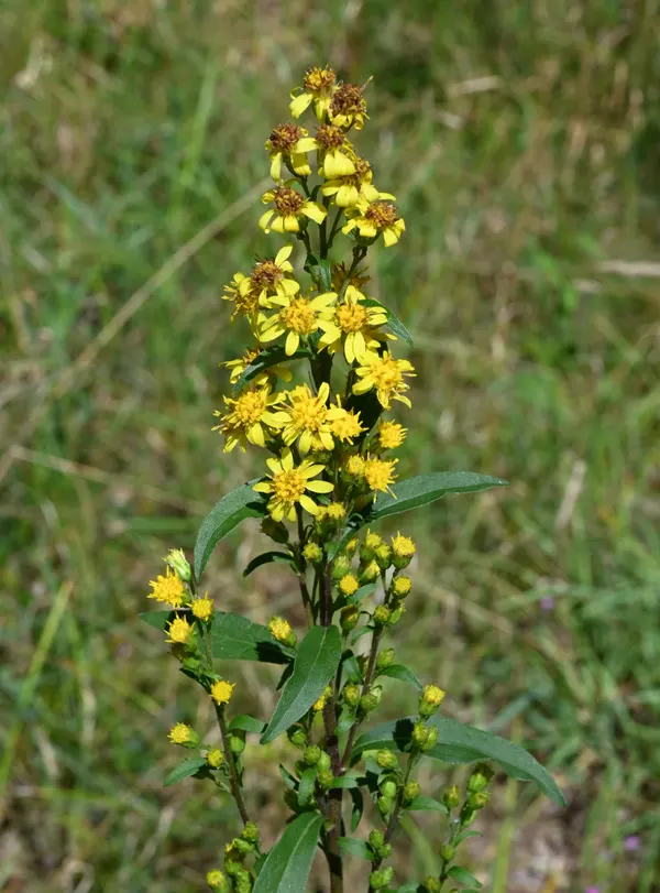 Solidago virgaurea