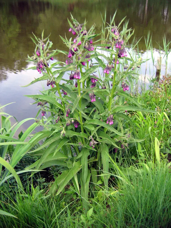 Symphytum officinale