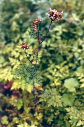 Angelica sinensis