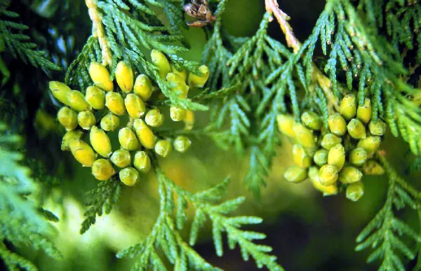Thuja occidentalis