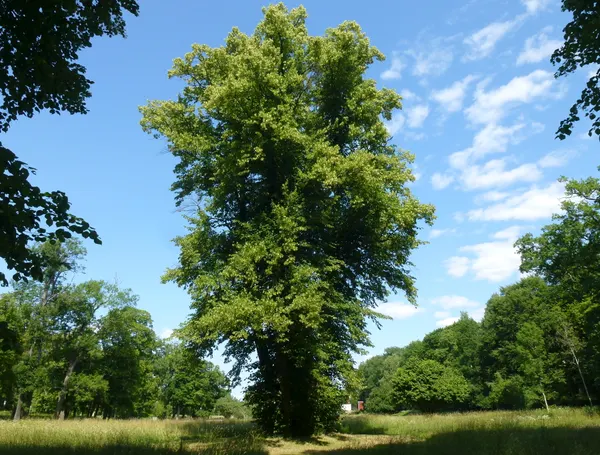 Tilia