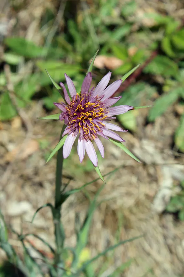 Tragopogon porrifolius