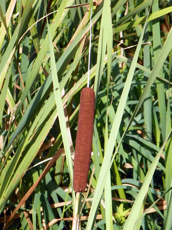 Typha latifolia