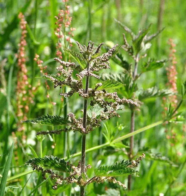 Urtica dioica