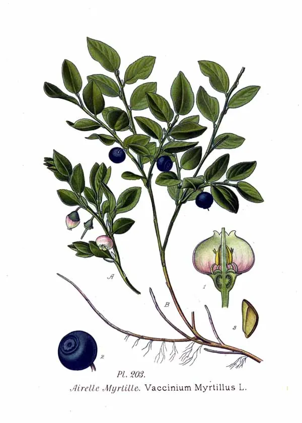 Vaccinium myrtillus