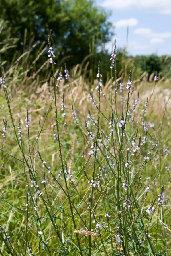 Verbena officinalis