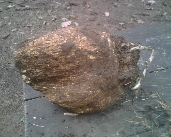 Wolfiporia extensa