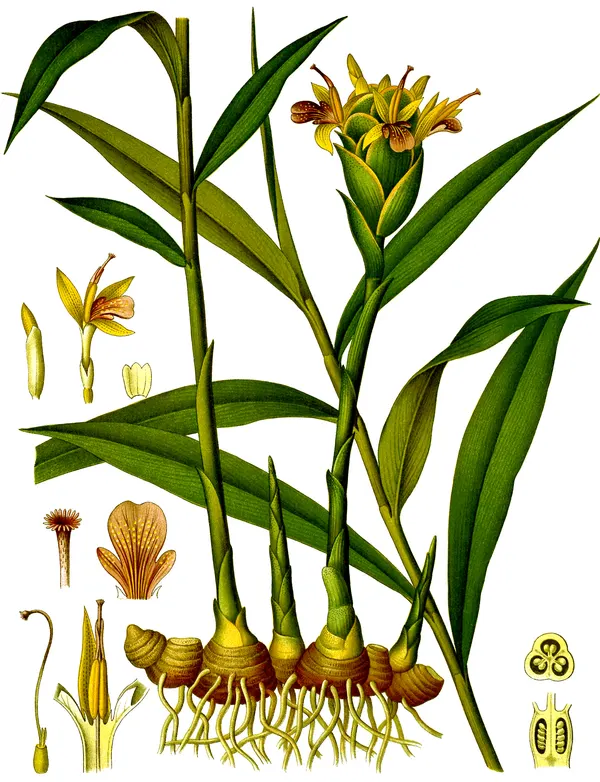 Zingiber officinale