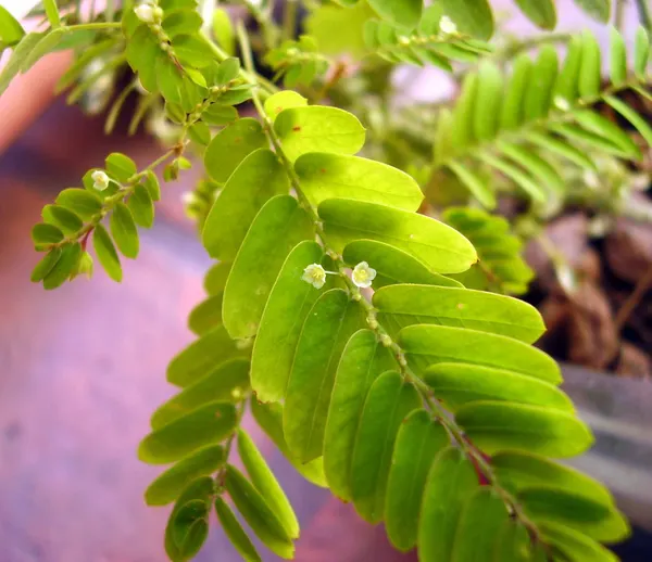 Phyllanthus niruri