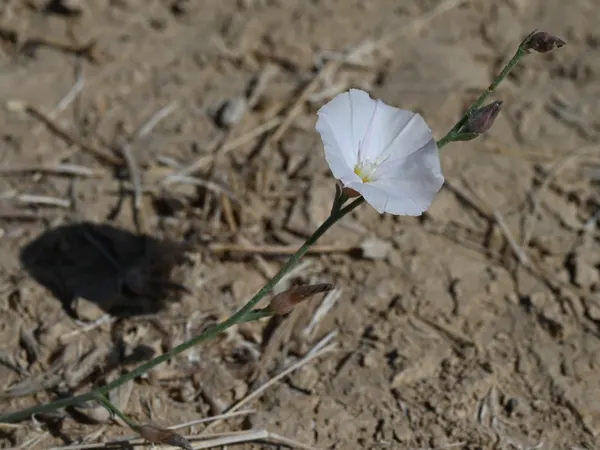 Convolvulus pluricaulis
