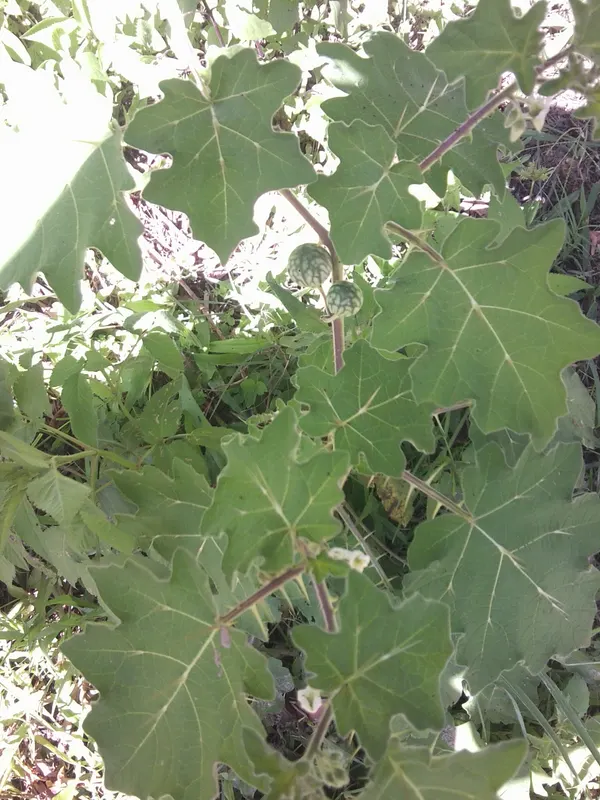 Solanum virginianum