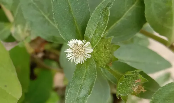 Eclipta prostrata