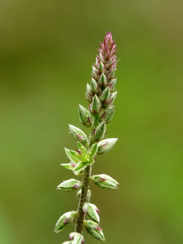 Achyranthes aspera