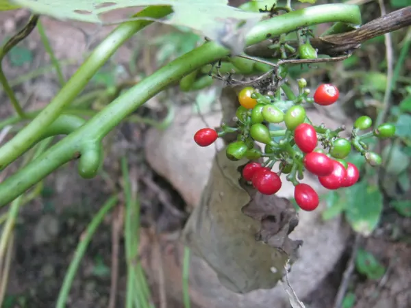 Cissampelos pareira