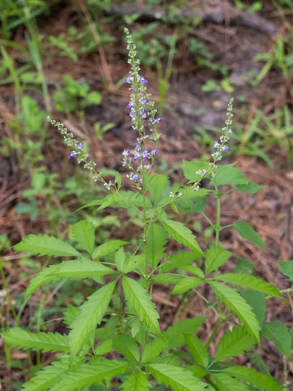 Vitex negundo